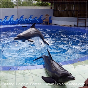 Batang Dolphin Centre | Interact with The Cutest Dolphins Ever