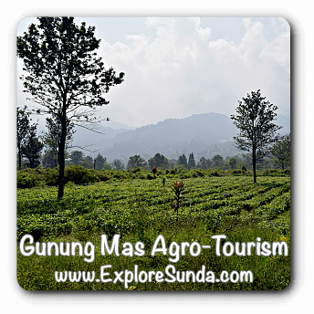 Gunung Mas Agro Tourism, Puncak Pass.