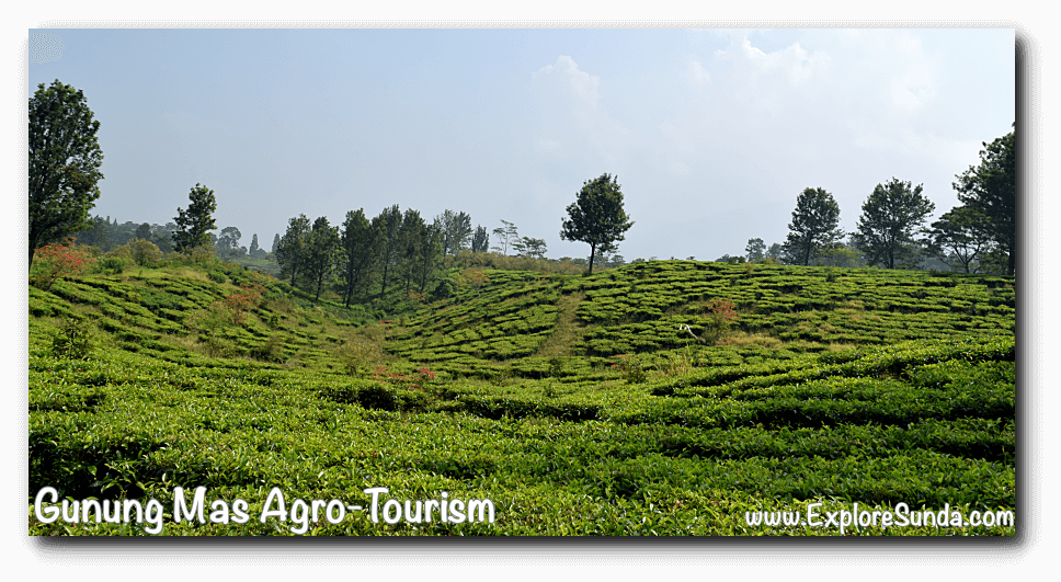 Gunung Mas Tea Plantation The Best Agro Tourism In Puncak Pass