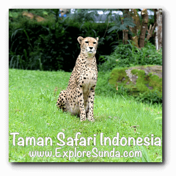 Taman Safari Zoo Liger In Indonesia