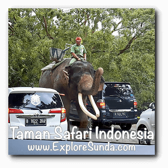 An elephant patrol inside Safari Journey in Taman Safari Indonesia Cisarua Bogor.