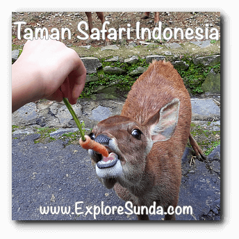 Feeding a deer at Taman Safari Indonesia Cisarua Bogor.