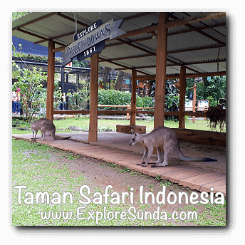 Grey kangaroo in Australian Outback habitat at Taman Safari Indonesia Cisarua Bogor.