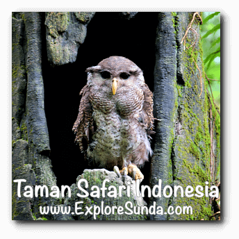 An owl inside a hollow tree in Taman Safari Indonesia Cisarua Bogor.