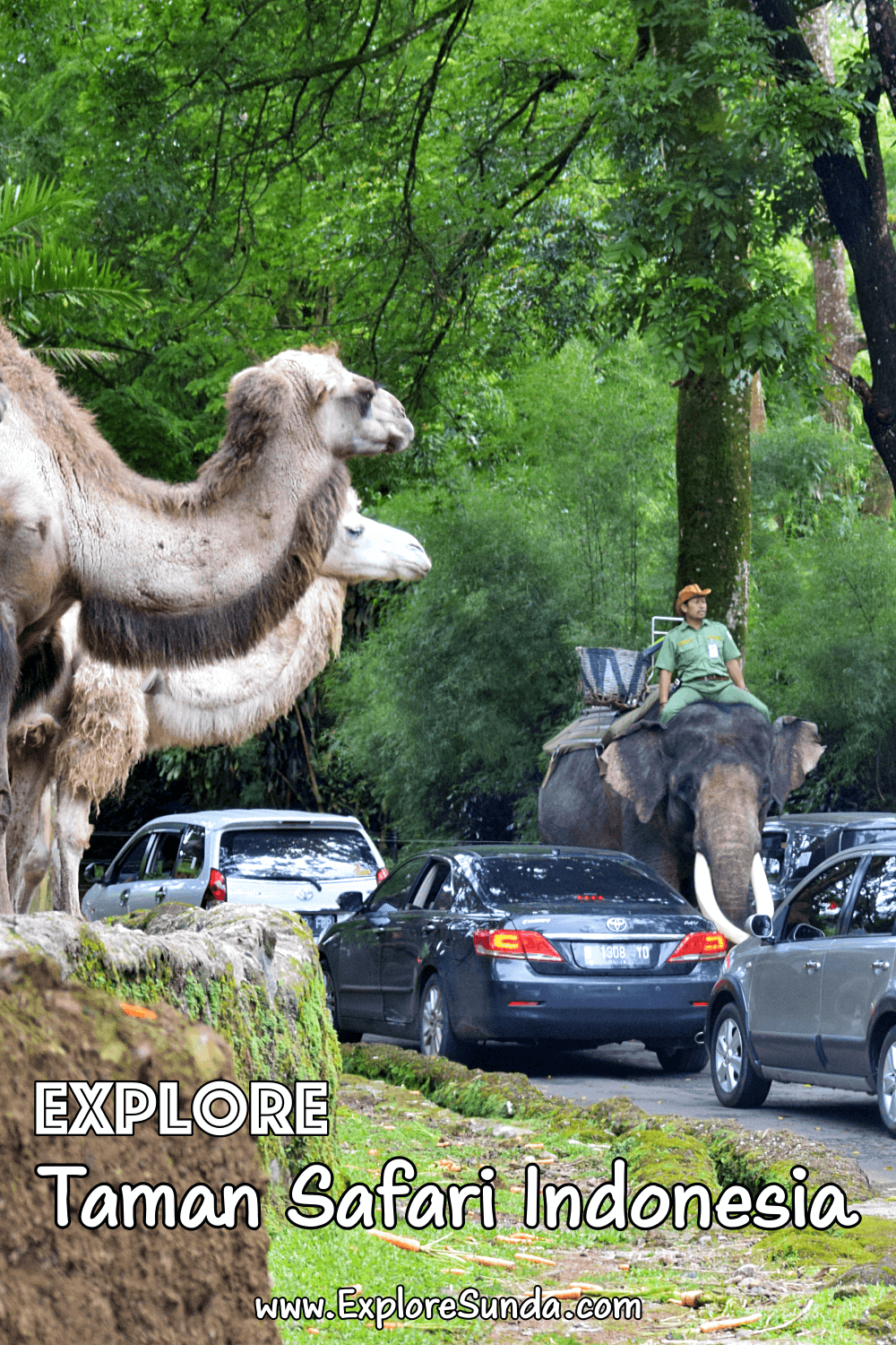 Explore Taman Safari Indonesia Cisarua Bogor / Puncak | #ExploreSunda #TamanSafariIndonesia