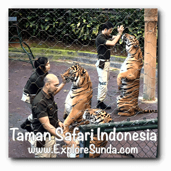 Drinking milk during Tiger Show in Taman Safari Indonesia Cisarua Bogor.