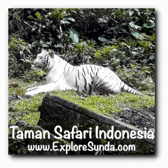 White Tiger : 5 Things you Need to Know - Taman Safari Bali