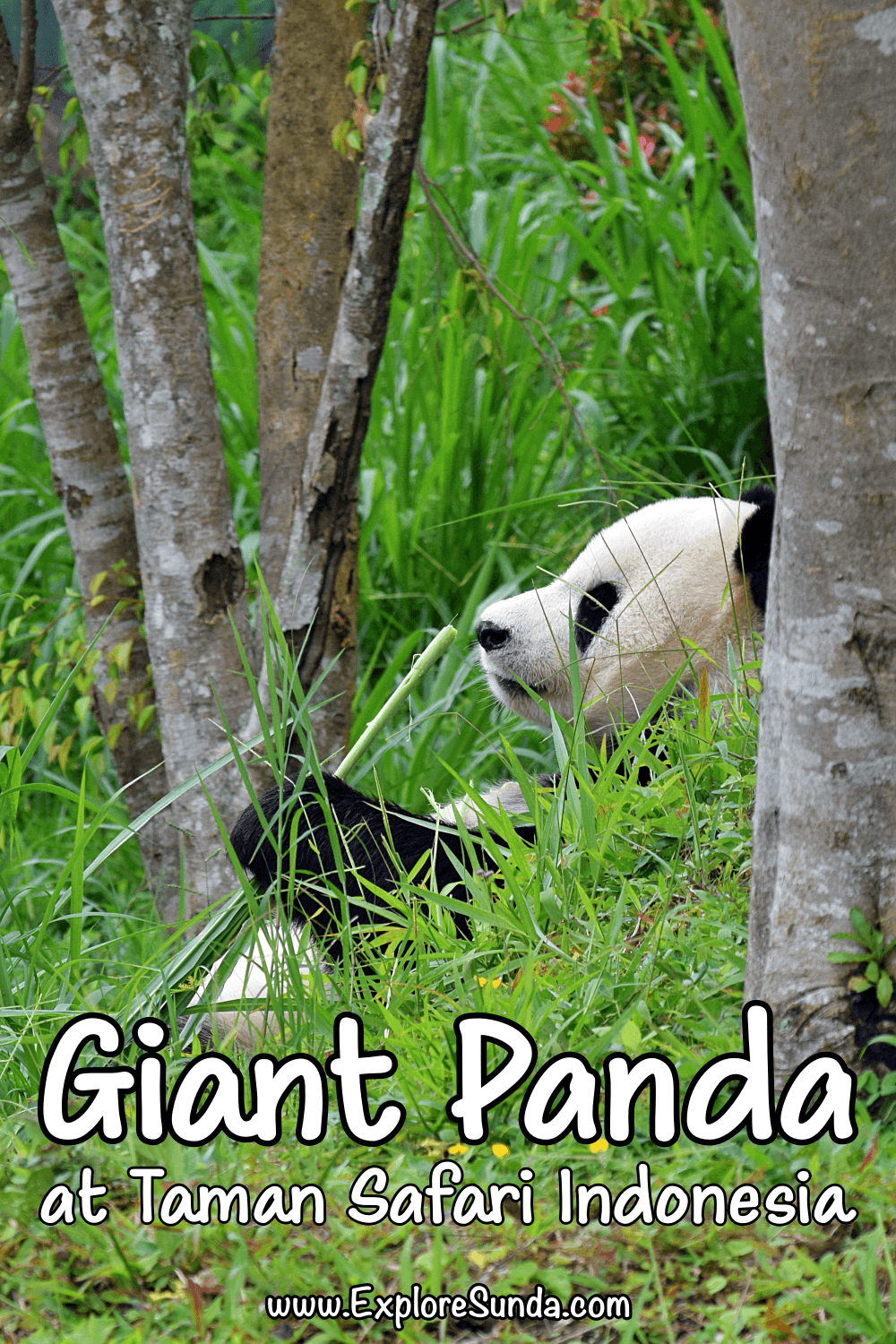 Visit Cai Tao and Hu Chun, the two giant pandas, and their friends, other wild animals from China, in Istana Panda [Panda Palace] at Taman Safari Indonesia Cisarua Bogor | #ExploreSunda #TamanSafari