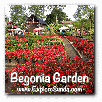 Begonia Garden In Maribaya Lembang