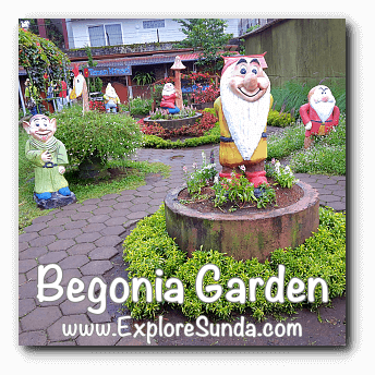 Begonia Garden In Maribaya Lembang