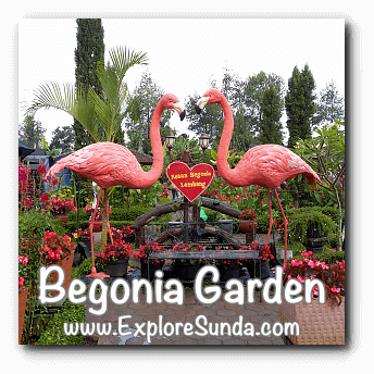 Begonia Garden In Maribaya Lembang