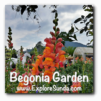 Begonia Garden In Maribaya Lembang