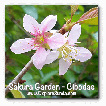 Cibodas Botanical Garden Sakura Garden