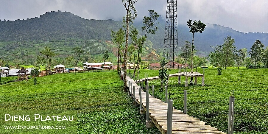 Stroll on the wooden bridge at Tambi tea plantation in Dieng Plateau.