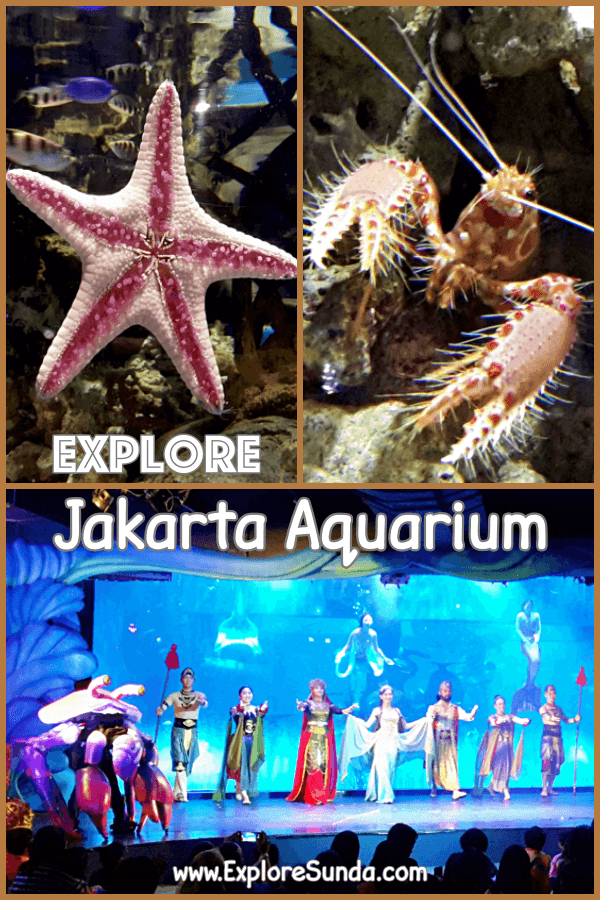 Jakarta Aquarium - The Cover Letter For Teacher