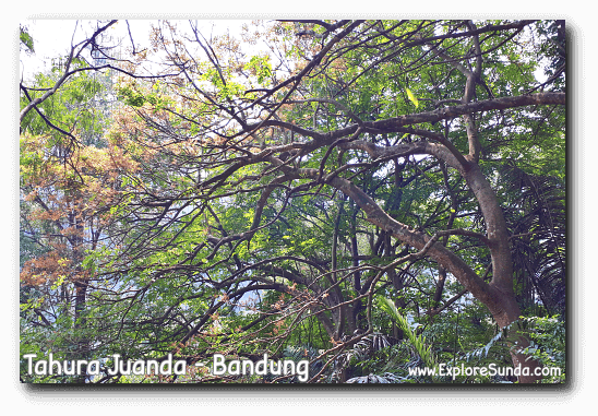 Bandung Taman Hutan Raya Ir H Djuanda