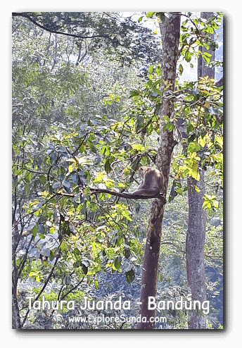 Bandung Taman Hutan Raya Ir H Djuanda