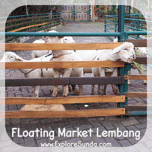 The sheep feeding time, which is at all time :) in Floating Market Lembang.